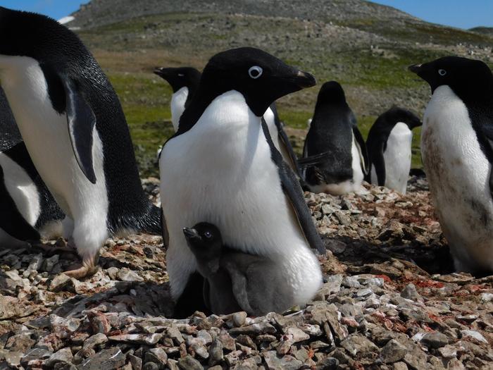 Pingüinos Adelia con crías. Foto: gentileza Ana Laura Machado.
