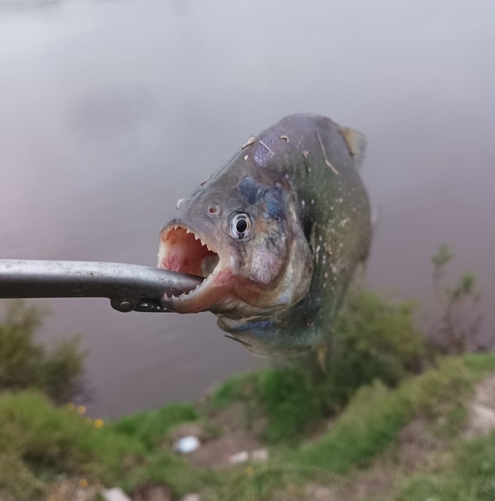 Piraña capturada en el Río Yaguarón. Foto proporcionada por pescador a Nicolás Vidal. Piraña capturada en el Río Yaguarón. Foto proporcionada por pescador a Nicolás Vidal.