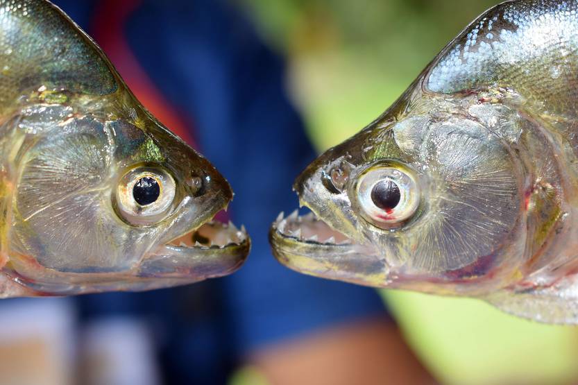 Piraña de la especie Serrasalmus