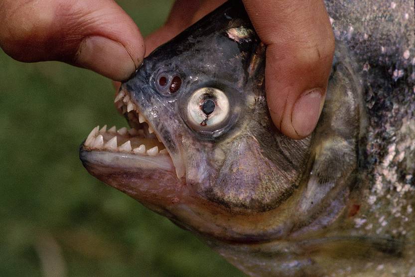 Piraña de la especie