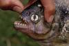 Piraña de la especie