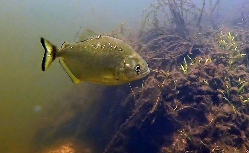 Piraña