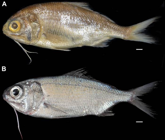 _Polymixia carmenae_. Holotipo conservado (arriba) y paratipo fotografiado al momento de la captura (abajo). Foto: Cia Caixeta.