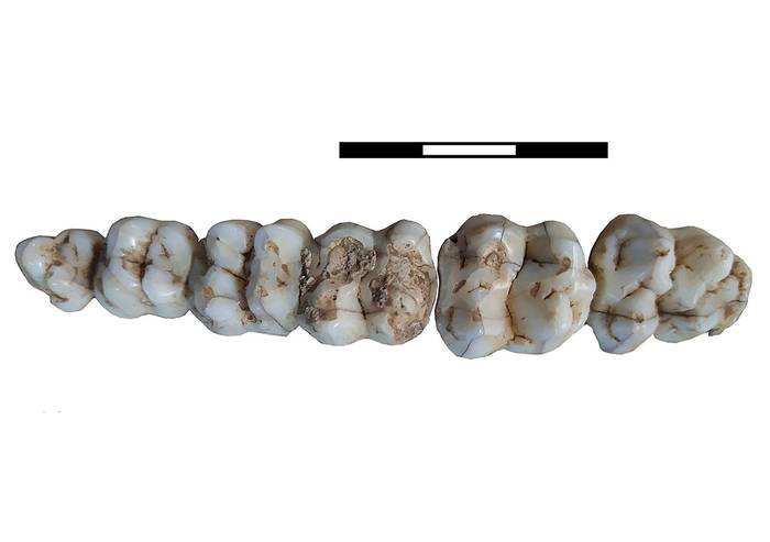 Premolares y molares del pecarí de rostro angosto de la Formación Sopas. Imagen: Ubilla _et al_ 2023.