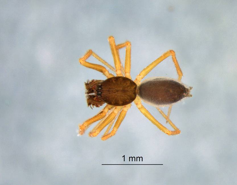 Pseudotyphistes deinceps