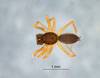 Pseudotyphistes deinceps