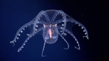 Pulpo de cristal observado por SuBastian en Argentina .Fotograma: Schmidt Ocean Institute
