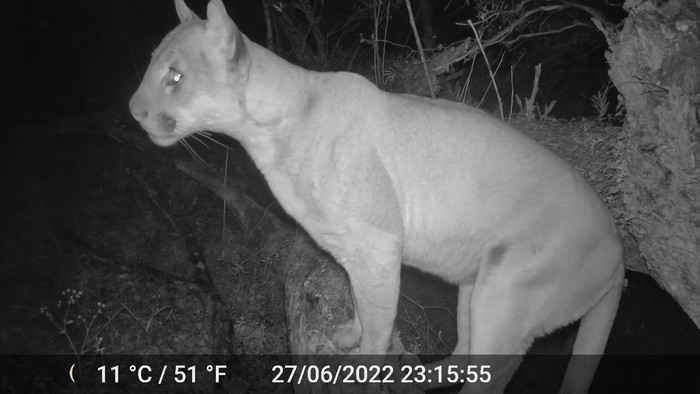 Puma registrado en junio de 2022 en Rivera. Foto: cámara trampa, gentileza de Álvaro Saralegui.