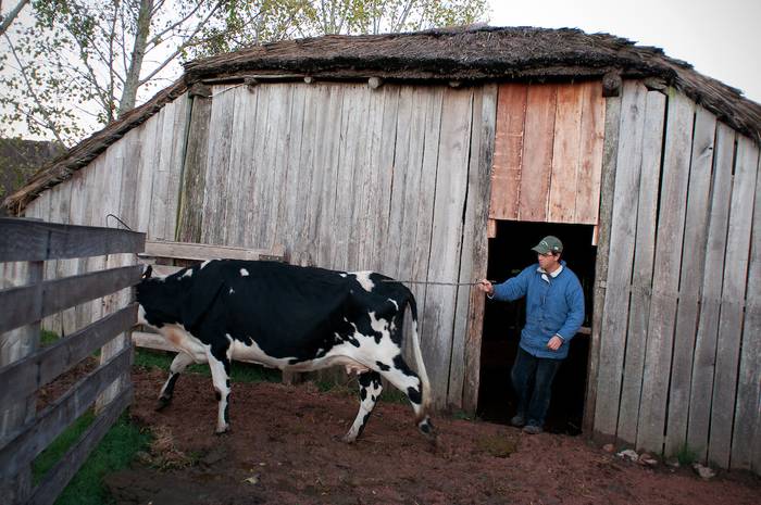 Foto principal del artículo 'Menos recursos para Colonización: críticas de Fucvam y preocupación de la asociación de productores lecheros' · Foto: Ricardo Antúnez, adhocFOTOS
