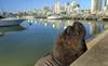 isla de lobos RS101433_aVMD_20210916_1
