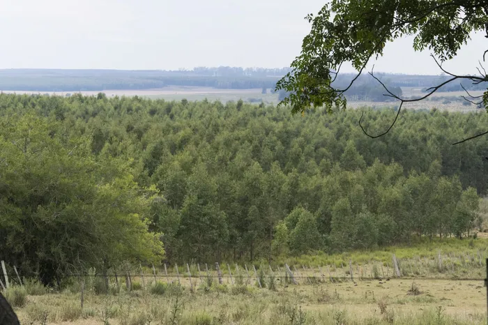 Campos forestales en el departamento de Paysandú. (archivo, enero de 2022) · Foto: Sandro Pereyra