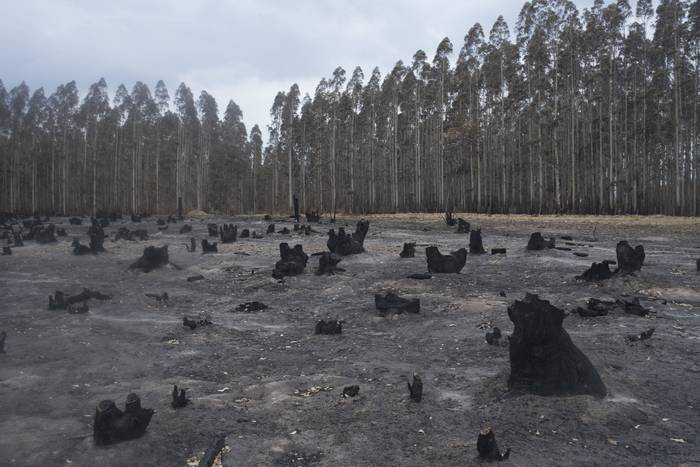 Campos forestales próximos a Orgoroso, en el departamento de Paysandú, zonas afectadas por los incendios forestales, enero de 2022. · Foto: Sandro Pereyra