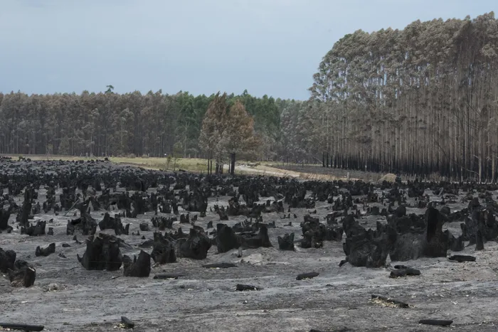Zona afectada por incendios forestales en Orgoroso, Paysandú. (Archivo, enero de 2022) · Foto: Sandro Pereyra