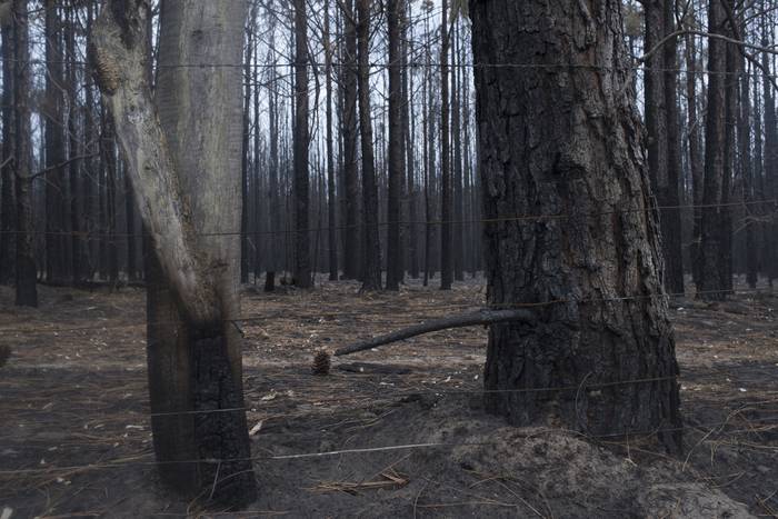 Campos forestales incendiados en Orgoroso, Paysandú, el 4 de enero. · Foto: Sandro Pereyra