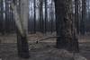 20220125 INCENDIO