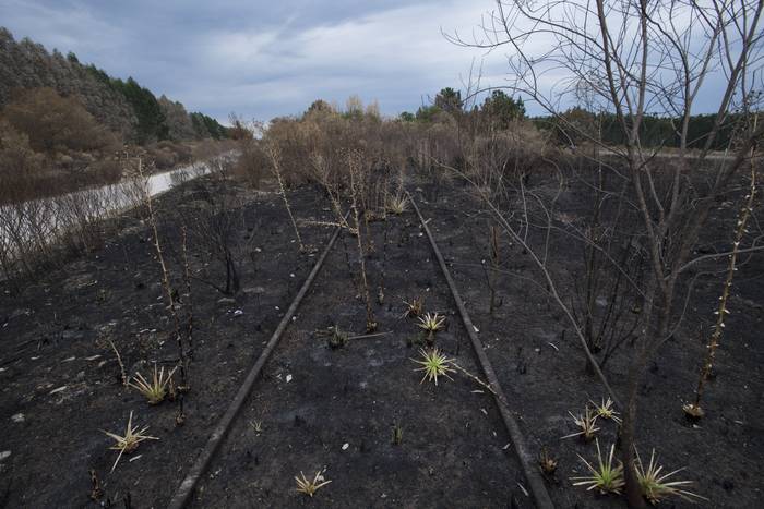 Lugar próximo a donde se inició el incendio forestal en Algorta. (archivo, enero de 2022) · Foto: Sandro Pereyra