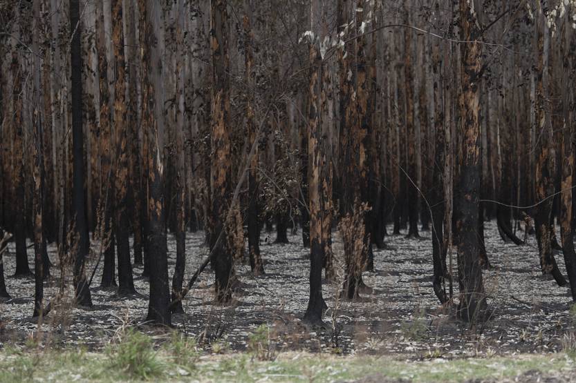 20230105 incendio algorta