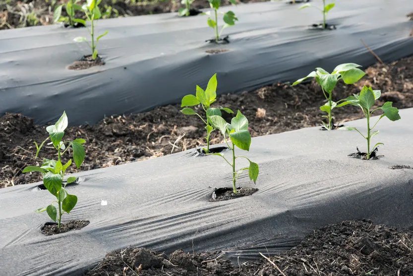 20260320 AGRO Bioinsumos P40 f3