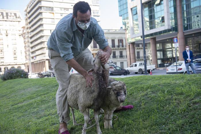 Manifestación de productores rurales, con ovinos heridos por ataques de perros, en la Plaza Independencia de Montevideo (archivo, enero de 2022). · Foto: Alessandro Maradei