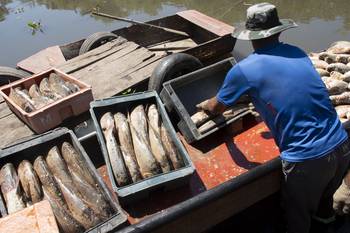 Pesca de sábalos en Boca del Rosario, Colonia (archivo, enero de 2022). · Foto: Ignacio Dotti