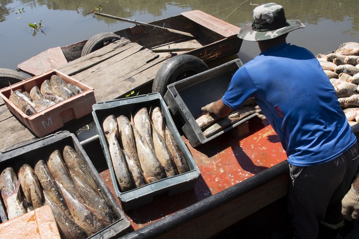 Pesca de Sábalos en Boca del Rosario, Colonia (archivo, 2022) · Foto: Ignacio Dotti