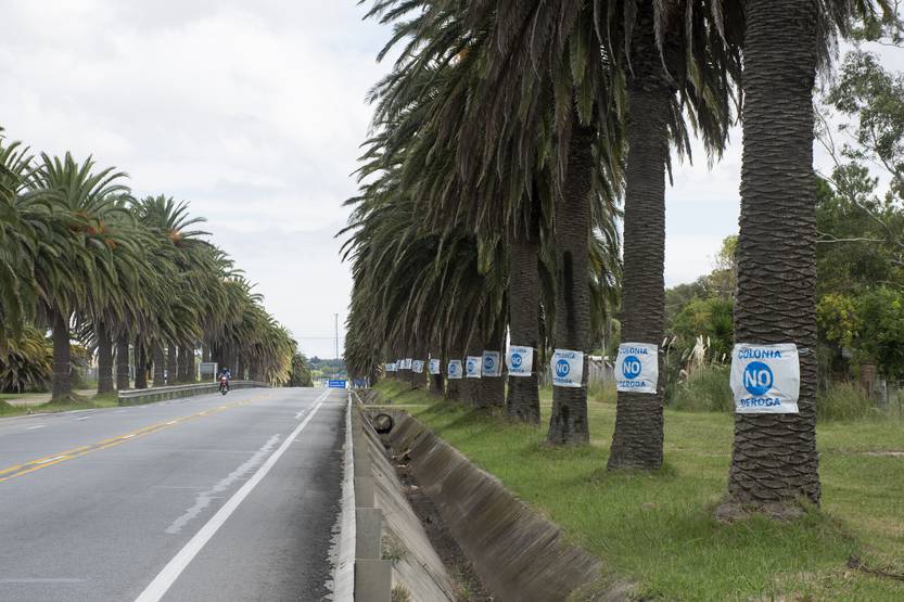 20220620 palmeras Ruta 1
