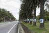 20220620 palmeras Ruta 1