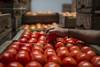 20230112 tomate