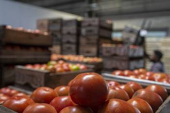 Unidad Agroalimentaria Metropolitana (archivo). · Foto: Ernesto Ryan