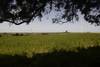 20220617 campo