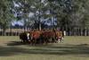 20250210 ganado f rural