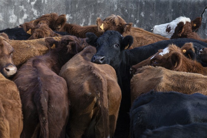 Ganado Bovino en Treinta y Tres (archivo, mayo de 2022). · Foto: Ernesto Ryan