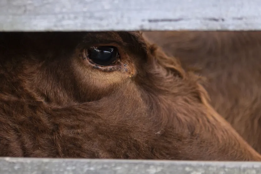 20260225 frigorifico colonia