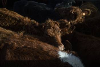 Ganado Bovino en Treinta y Tres (archivo, mayo de 2022). · Foto: Ernesto Ryan