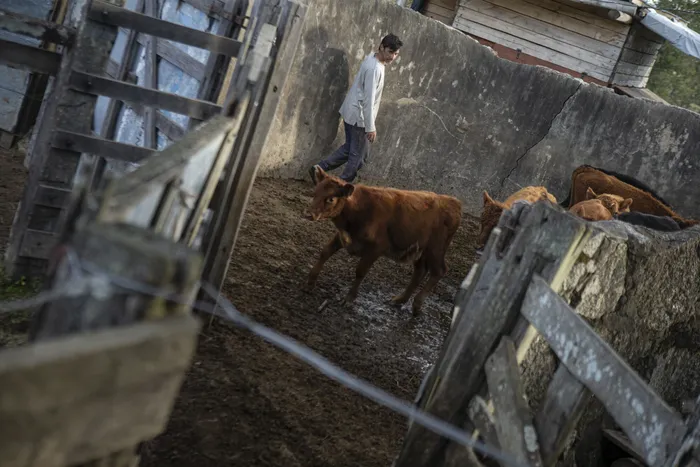 Ganado en un campo de Treinta y Tres (archivo, mayo de 2022). · Foto: Ernesto Ryan