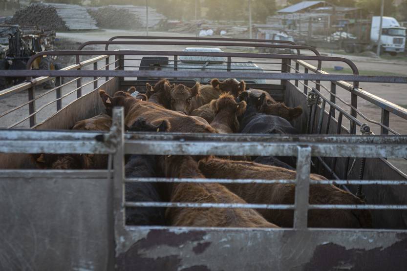 20251022 frigorifico rosario