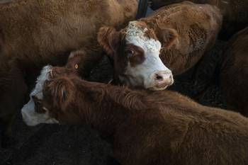 Ganado bovino (archivo, mayo de 2022). · Foto: Ernesto Ryan