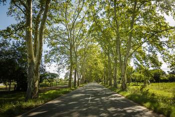 Carmelo (archivo, marzo de 2022). · Foto: Daniela Hernández