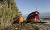 sábalos RS120839_20220527FGI0316_1 (1)