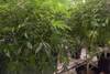 20220830 cannabis