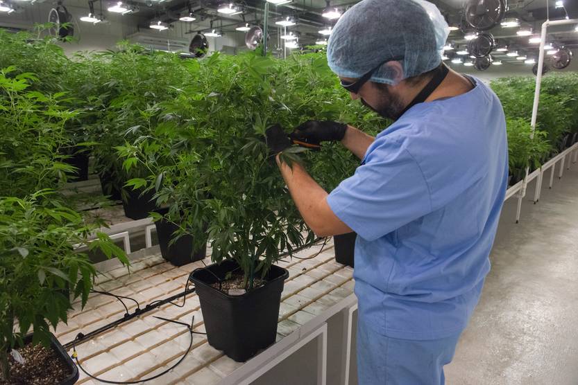 20240123 cannabis medicinal