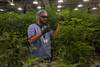 20230403 cannabis