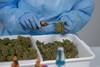 20230223 cannabis