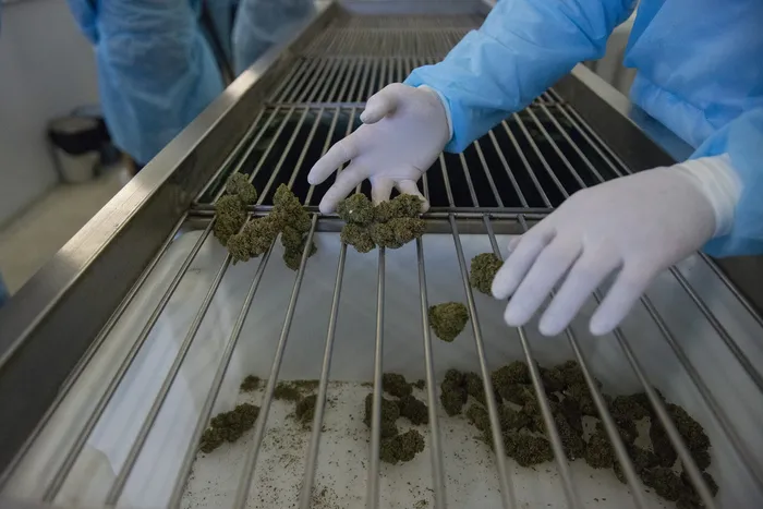 Trabajadores de la Industria del cannabis (archivo, agosto de 2022). · Foto: Alessandro Maradei