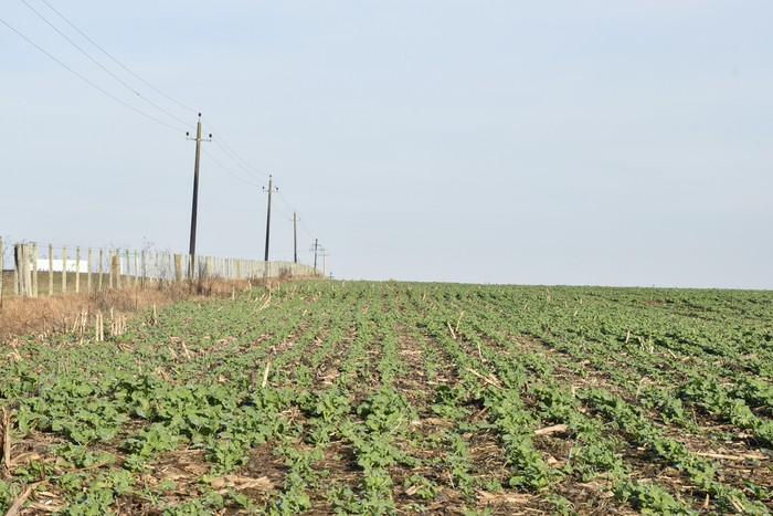 Campo agrícola sobre Ruta 12, en Colonia (archivo). · Foto: Ignacio Dotti