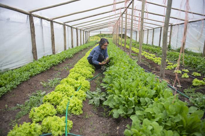 Productores de verduras en la zona este de Montevideo rural (archivo, octubre de 2022). · Foto: Alessandro Maradei