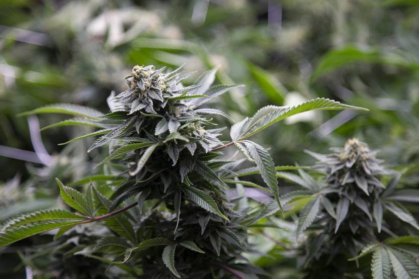 20221222 marihuana