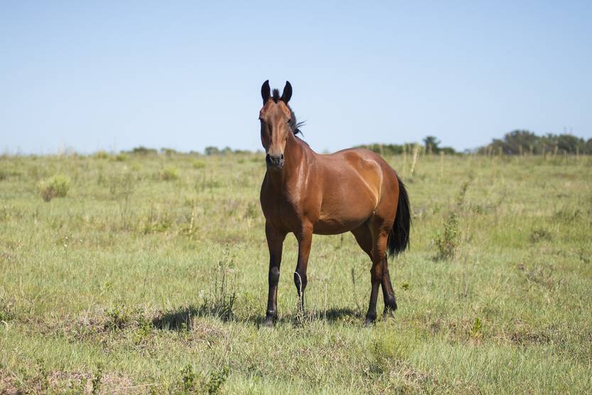 20231127 caballo