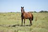 20231127 caballo