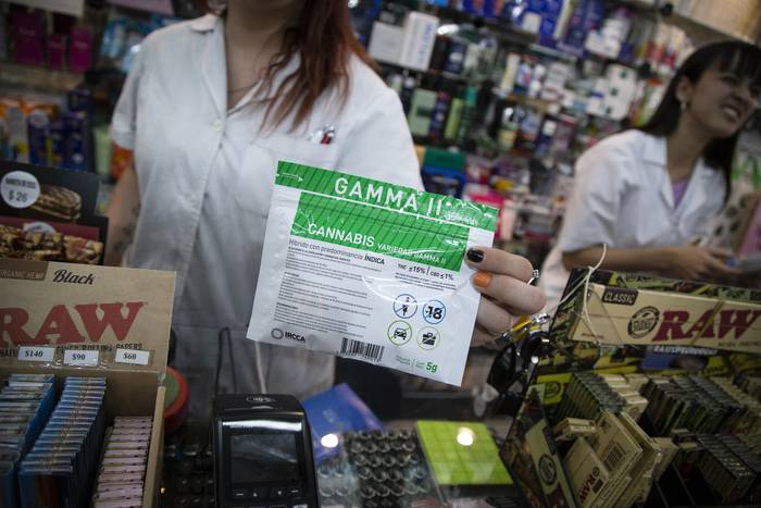 Venta de la variedad de cannabis Gamma II en la farmacia Tapié, en Montevideo (archivo, marzo de 2023). · Foto: Ernesto Ryan